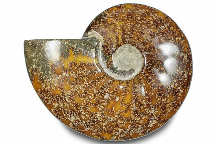 Polished Ammonite (Cleoniceras) Fossil - Madagascar #283307